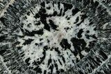 Polished Orbicular Granite Section - Western Australia #353175-1